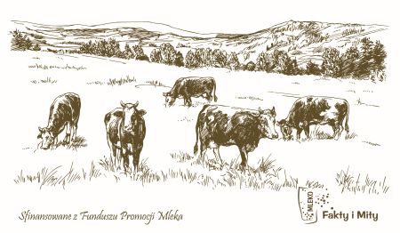 Fakty i mity   foto krowy 1